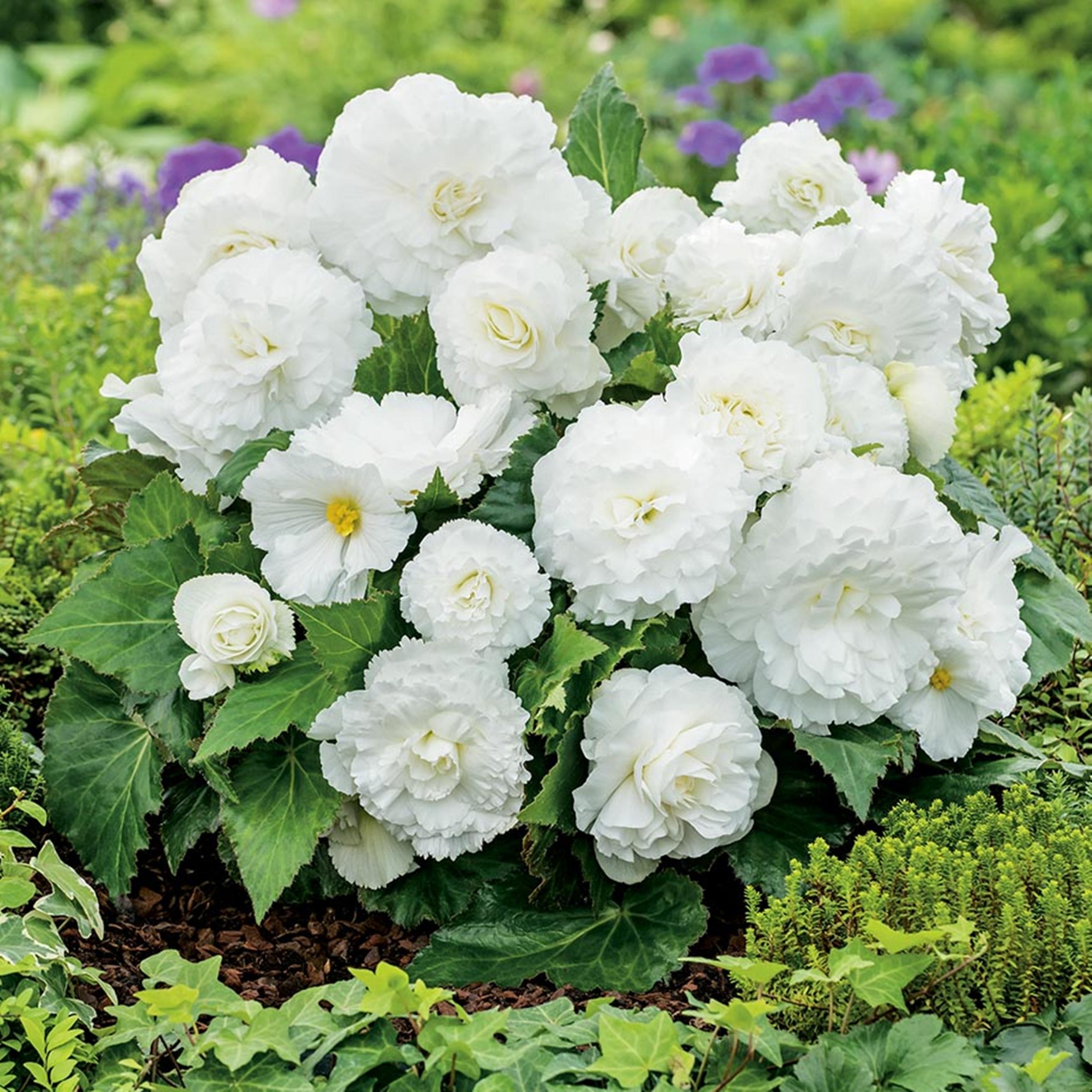 Benex Begonie Knolle Blumen Garten Töpfe Blüten Begonie Non-Stop White 1 St.