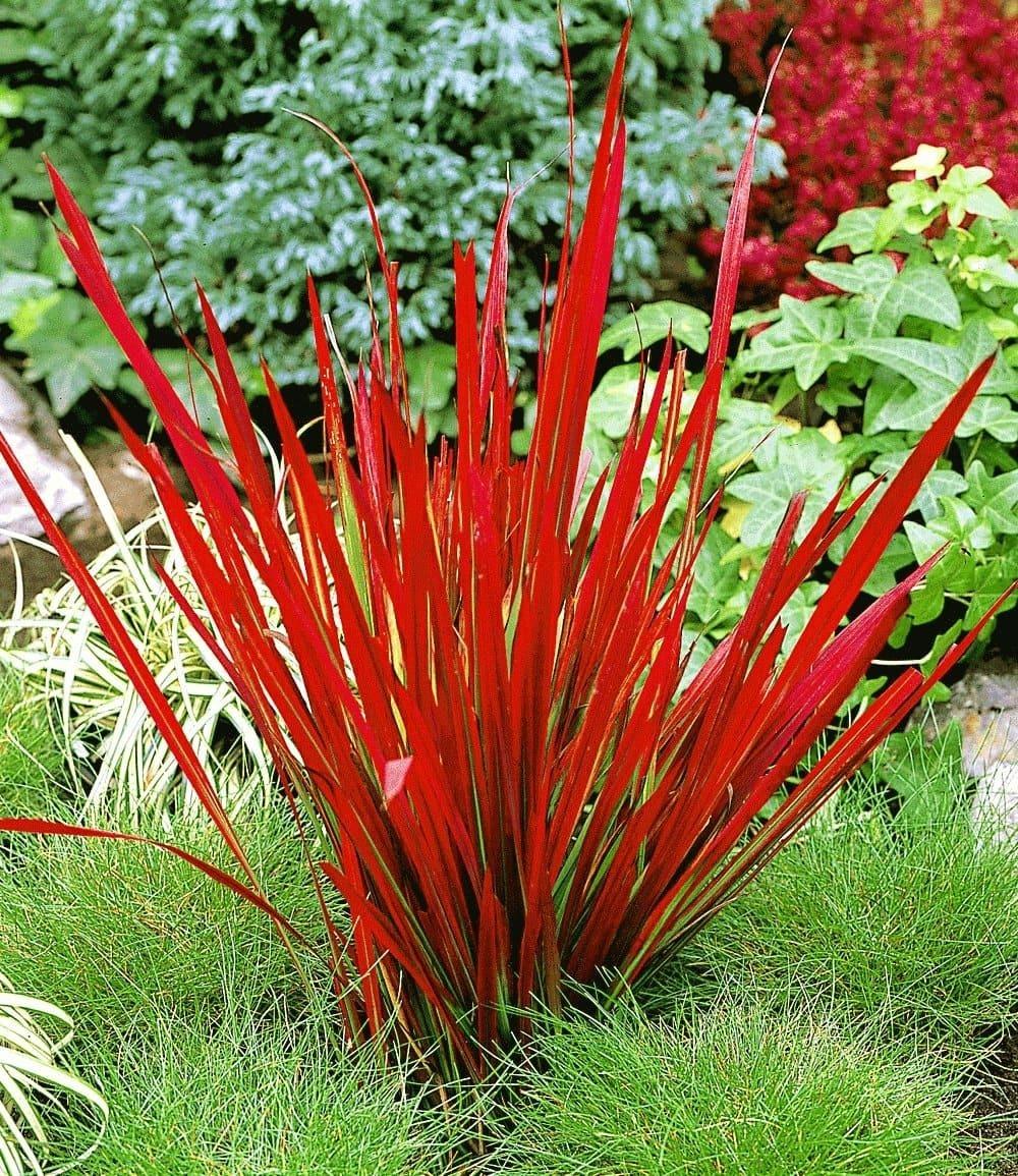 Baldur-Garten BALDUR Garten 18er Set Winterhartes Gräserbeet, Pflanzen im 9x9 cm-Topf, 18 Pflanzen für 5-6 qm, Ziergras Red Baron, Gräser-Trio, Zebragras, Ziergras Heavy Metal, Ziergras Indian Summer, winterhart