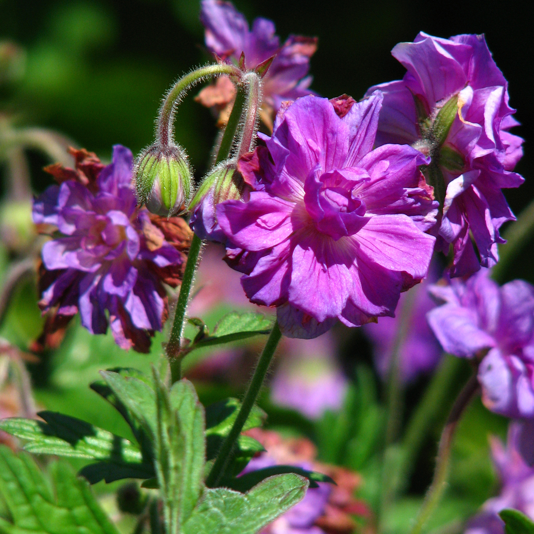 Arborix, grüner und billiger 6 x Storchschnabel - Geranium himalayense 'Plenum' | Topf 9cm x 9cm GEHPLENU-113