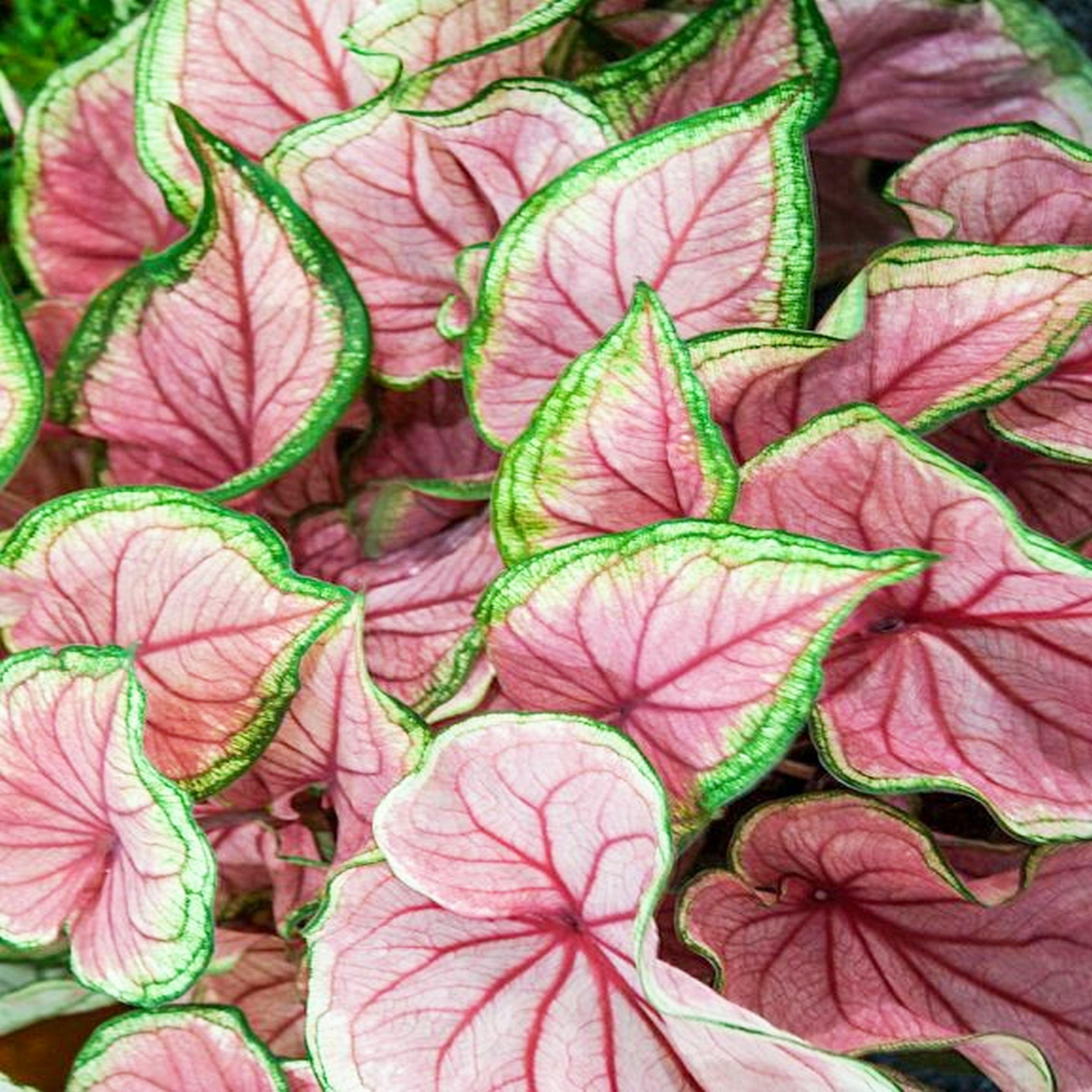 Benex Caladium Knolle Kaladien Buntwurz Kaladium Florida Sweetheart 1 St.