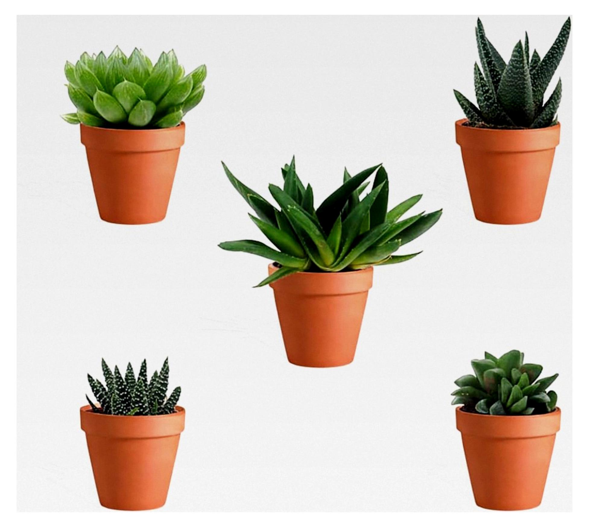 Markenlos Haworthia Mix 5 Stück Verschiedene Mini-Sukkulenten im Ø 7 cm Terrakotta Blumentopf - Asphodeloideae Sukkulenten Kleine Pflanzen Sammlung Pflegeleichte Zimmerpflanzen - Höhe 8-15 cm