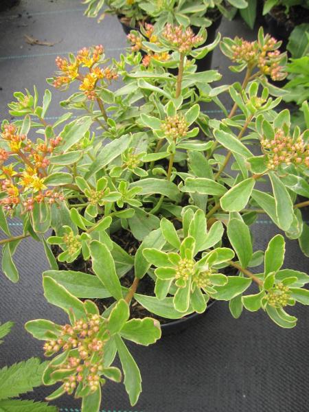 Baumschule Buntlaubiges Fettblatt - Sedum kamtschaticum Variegatum