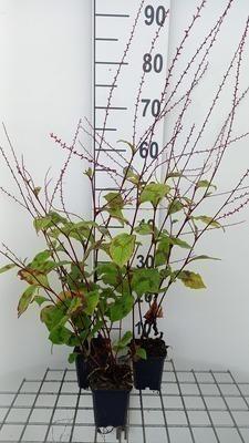 GRDplanten 6 x Persicaria filiformis - Kerzenknöterich - Topf 9 x 9 cm