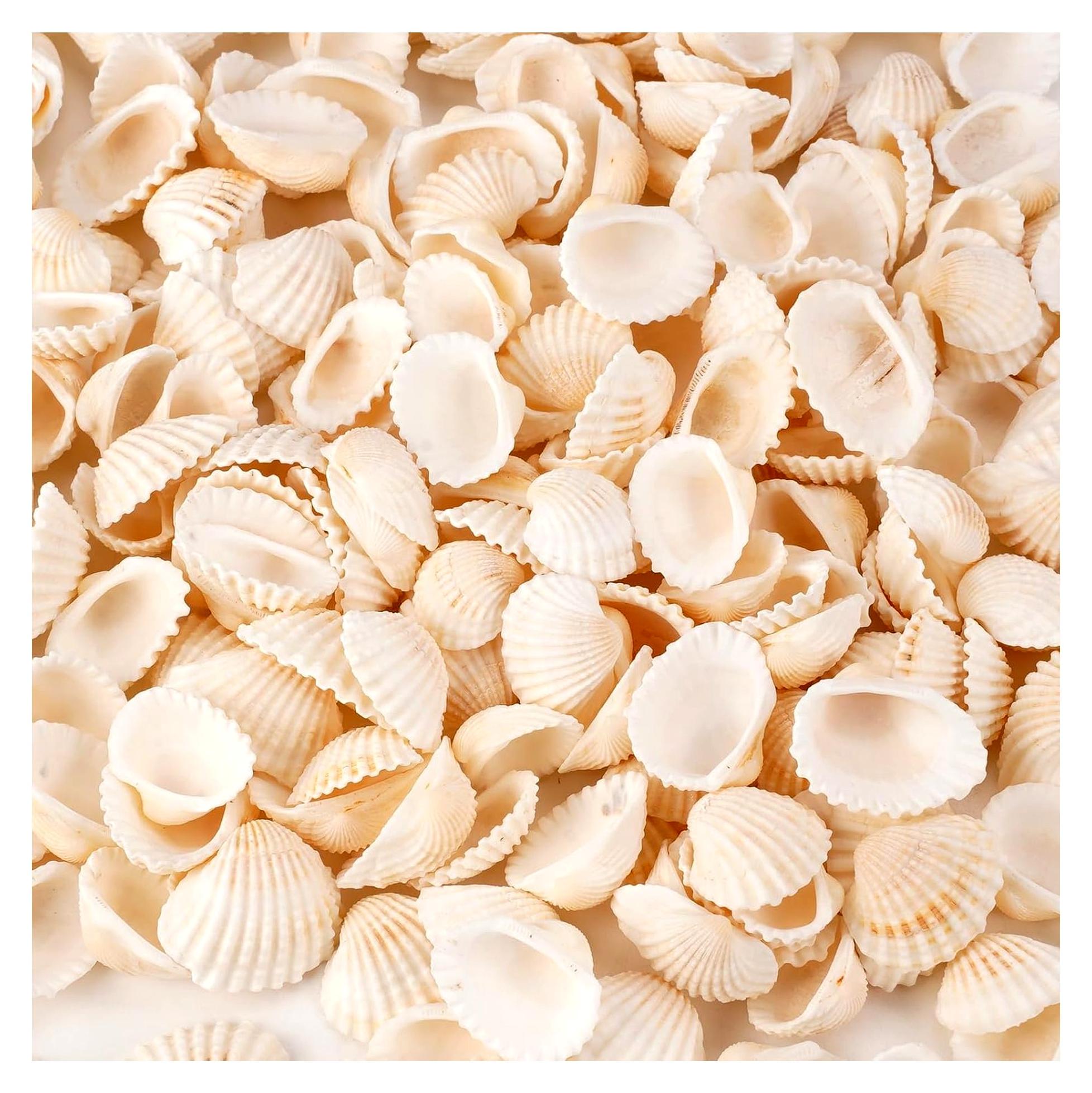 Markenlos 250 Stück Echte Muscheln Deko, 2-3,5 CM Weiße Kleine Muscheln zum Basteln, Natürliche Jakobsmuscheln Muschel Dekoration, 500g Kleine Muscheln, Muschel-Set für Handwerk DIY, Vase Füller, Muschelkette