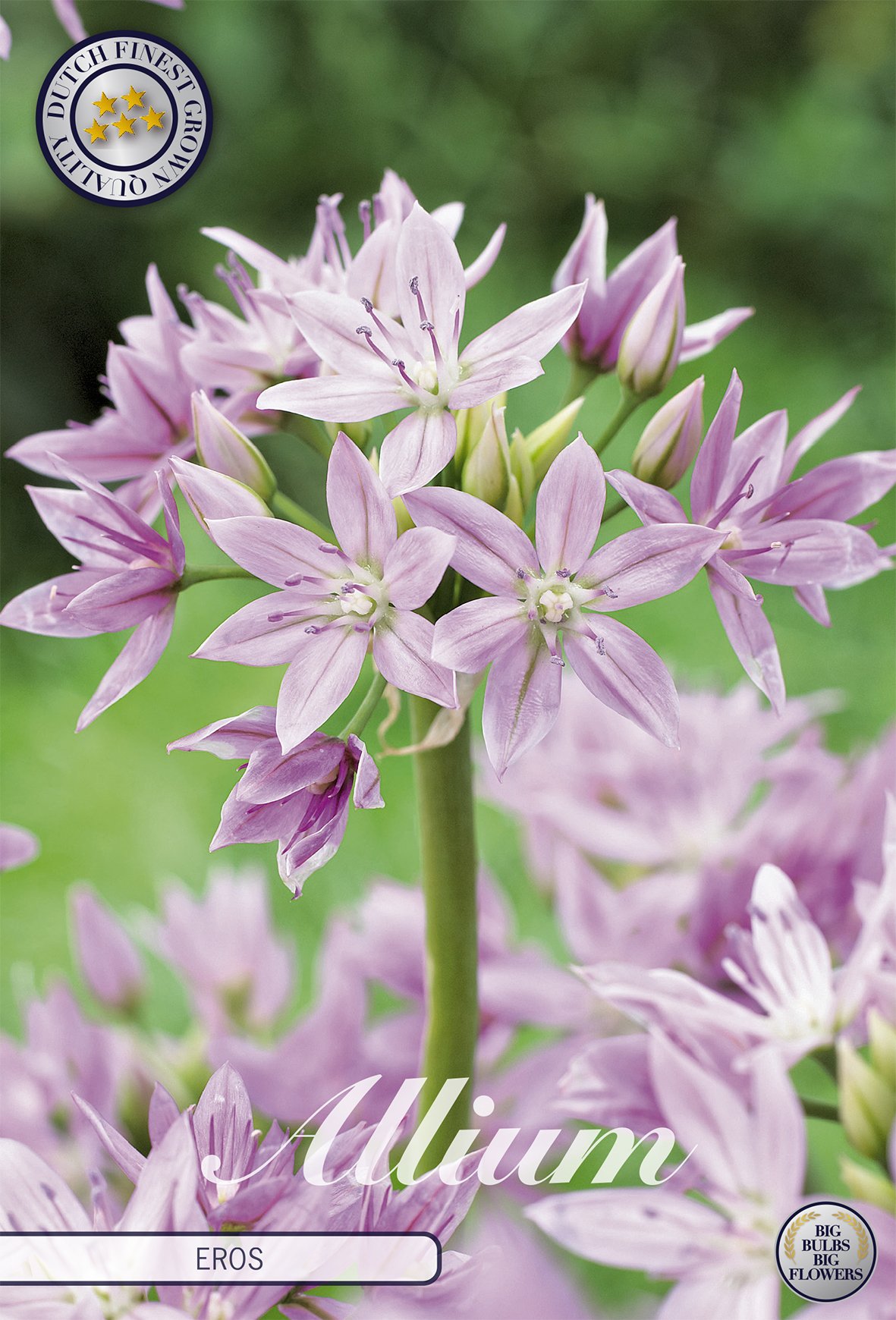 Zierlauch Eros (10 Stück) | Zierlauchzwiebeln von Sam van Schooten 84020-bl