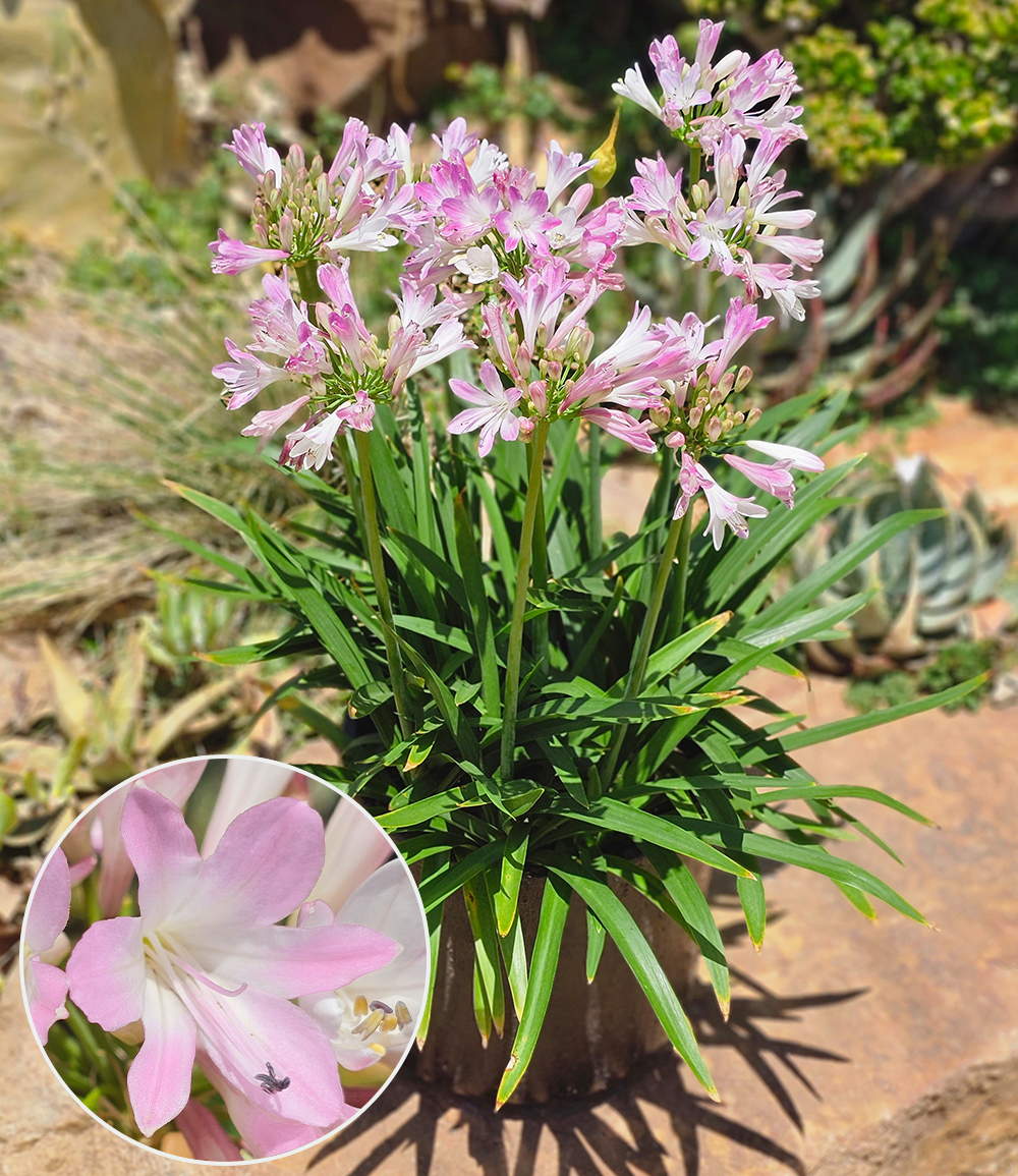 Baldur-Garten BALDUR Garten 1x Agapanthus 'Pink Blush', Pflanze im 9x9 cm-Topf, fabelhafte Neuzüchtung mit rosa Blüten, Dauerblüher im Beet & Kübel, pflegeleicht, hitze-& trockenheitstolerant, winterhart