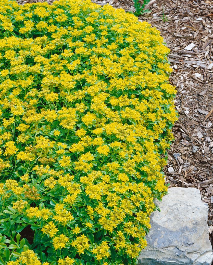 Pflanzen-für-dich.de Sedum kamtschaticum var. ellacombianum, gelb, ca. 9x9 cm Topf