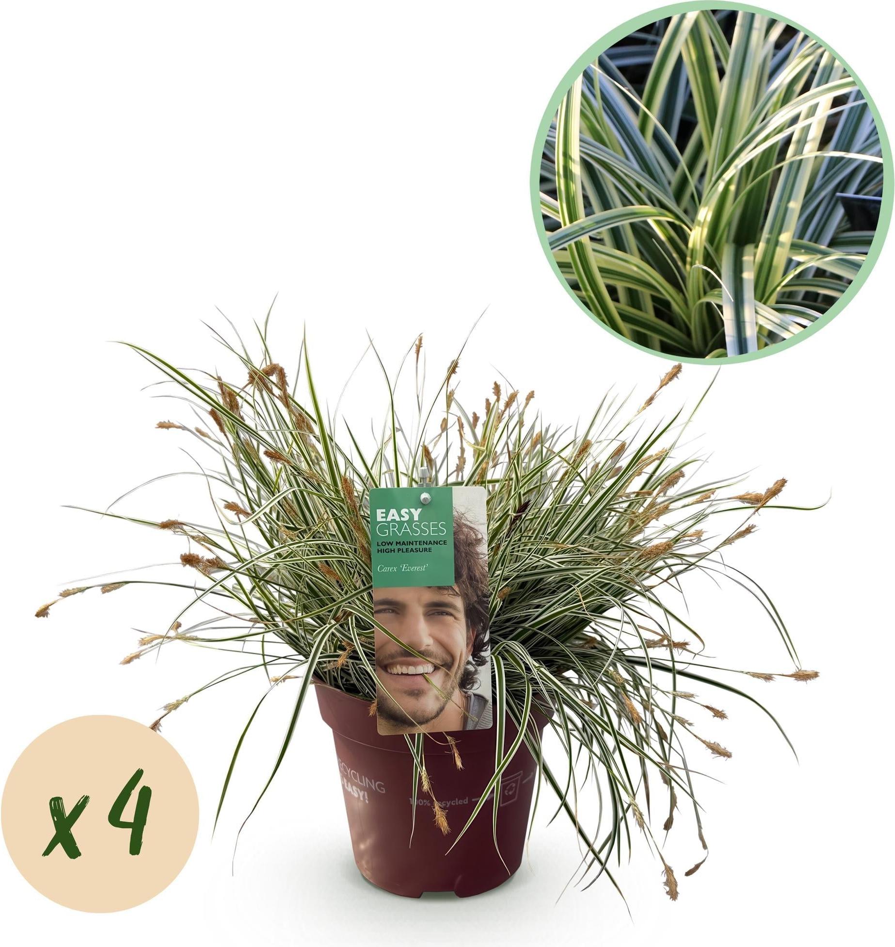 Oasis of Life Grünweiße Segge – Carex oshimensis 'Everest' – 4 Pflanzen – Immergrün – Ziergras mit weißem Blattrand – Pflegeleicht – Ø17cm – Höhe ca. 50 cm