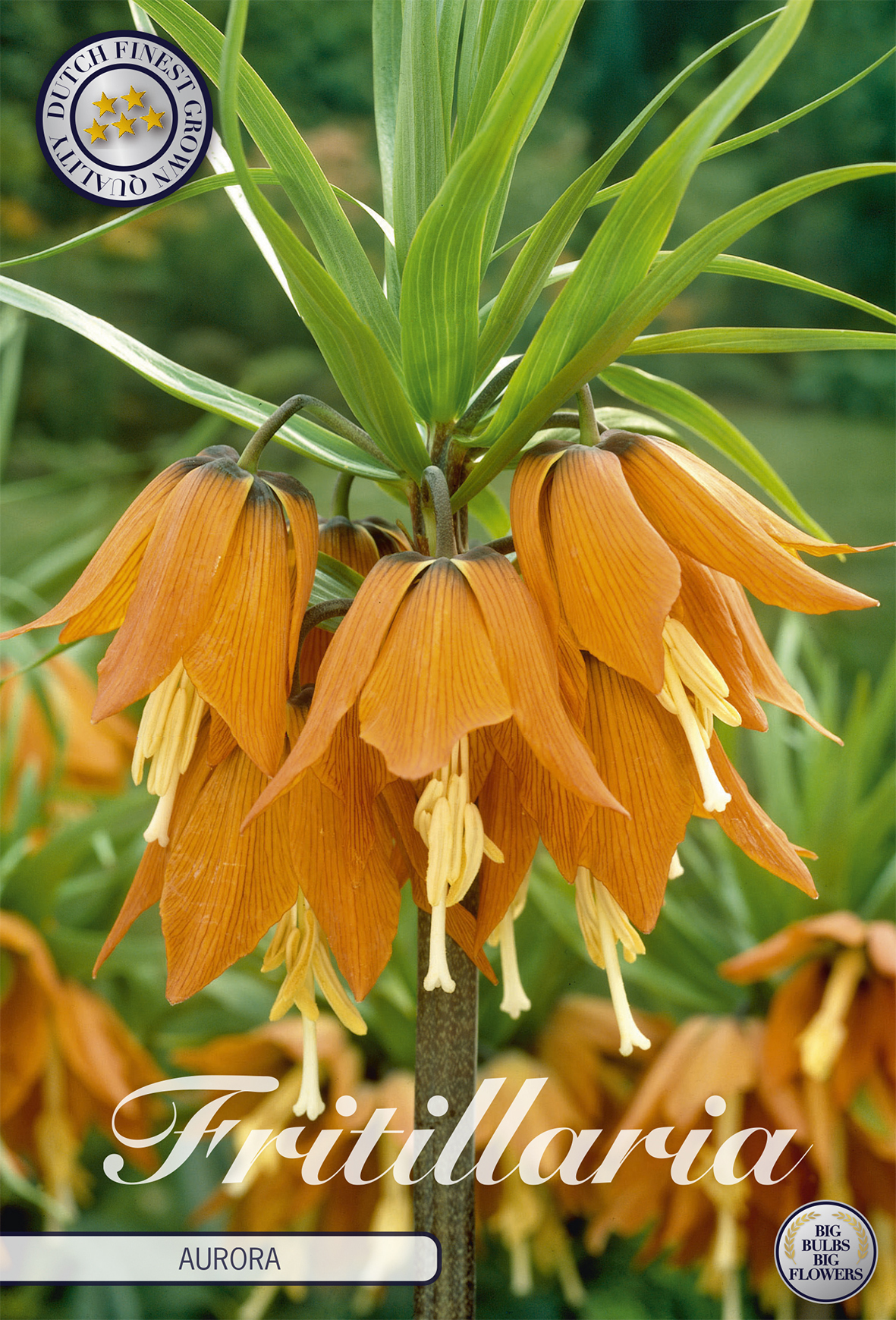 Fritillaria Aurora (1 Stück) | Fritillariazwiebeln von Sam van Schooten 84420-bl