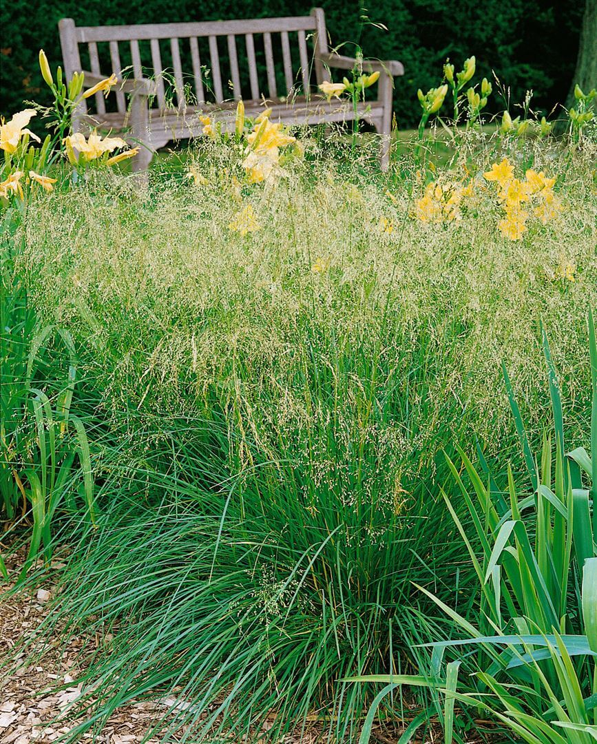 Pflanzen-für-dich.de Deschampsia cespitosa 'Bronzeschleier', Schmiele, bronzefarben, ca. 9x9 cm Topf