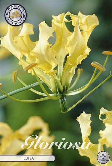 Ruhmeskrone Lutea (1 Stück) | Ruhmeskronenrhizome von Sam van Schooten 40320-bl