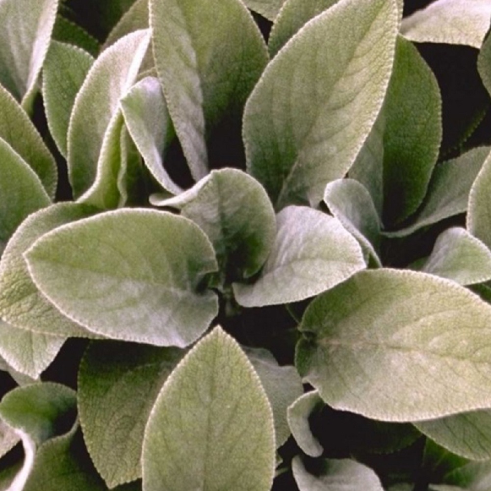 Arborix, grüner und billiger 6 x Wollziest Baumwolle Boll - Stachys byzantina 'Baumwolle Ball' - Topf 9cm x 9cm