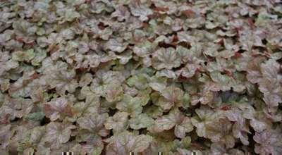 GRDplanten 6 x Heuchera hybr. 'Pinot Gris' - Purpurglöckchen - Topf 9 x 9 cm