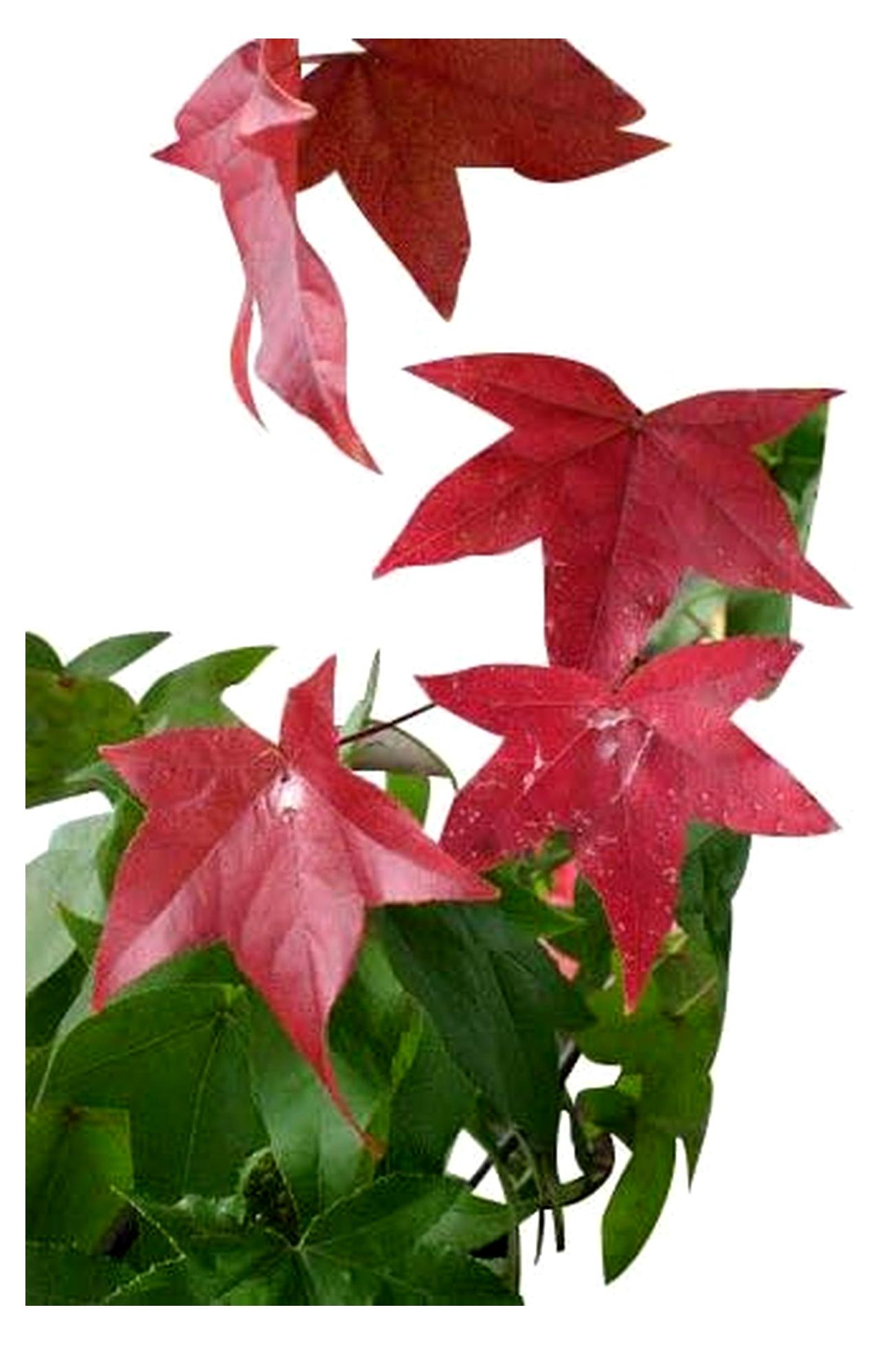 Markenlos Amberbaum - Liquidamber styraciflua - 50 Samen - Bonsai geeignet