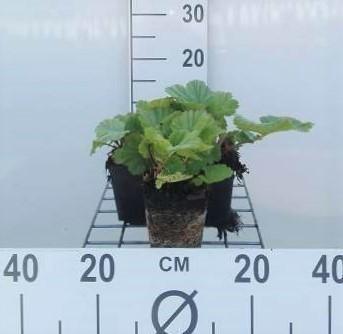 GRDplanten 6 x Geum cocc. 'Borisii' - Nelkenwurz - Topf 9 x 9 cm