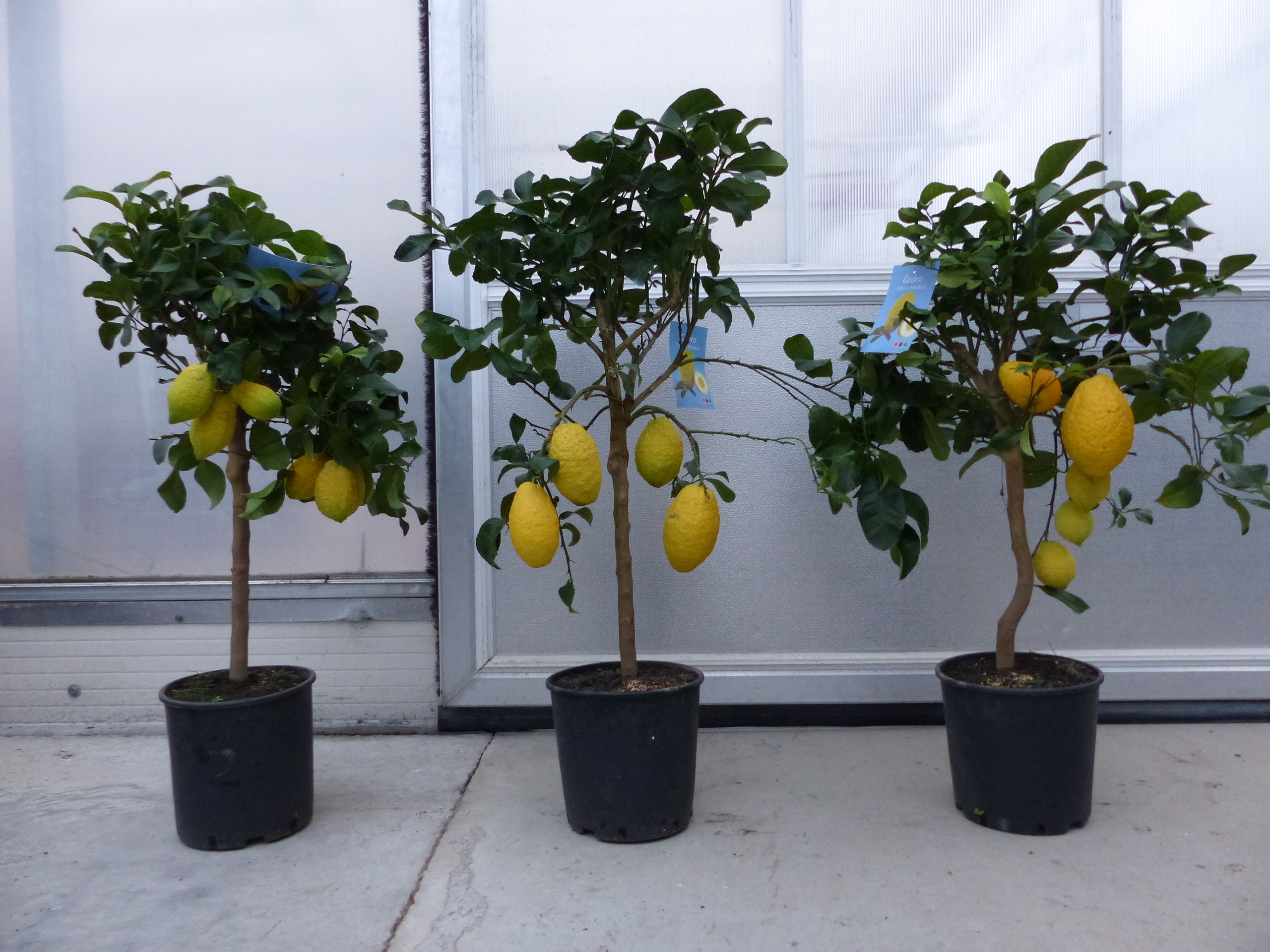 Grünwaren Zitrus Zitronenbaum Zitrone Citrus Limon Limone 100 - 120 cm Zitruspflanze mit reifen Früchten