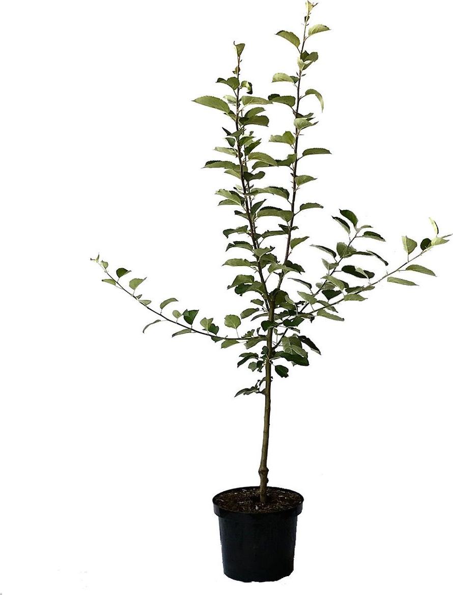 Müllers Grüner Garten Shop Pinova (S) robuster süßer Tafelapfel sehr hoher Ertrag Buschbaum 110-140 cm 10 Liter Topf M7 dzd00077