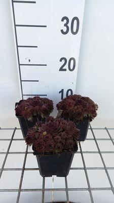 GRDplanten 6 x Sempervivum 'Dark Beauty' - Hauswurz - Topf 9 x 9 cm