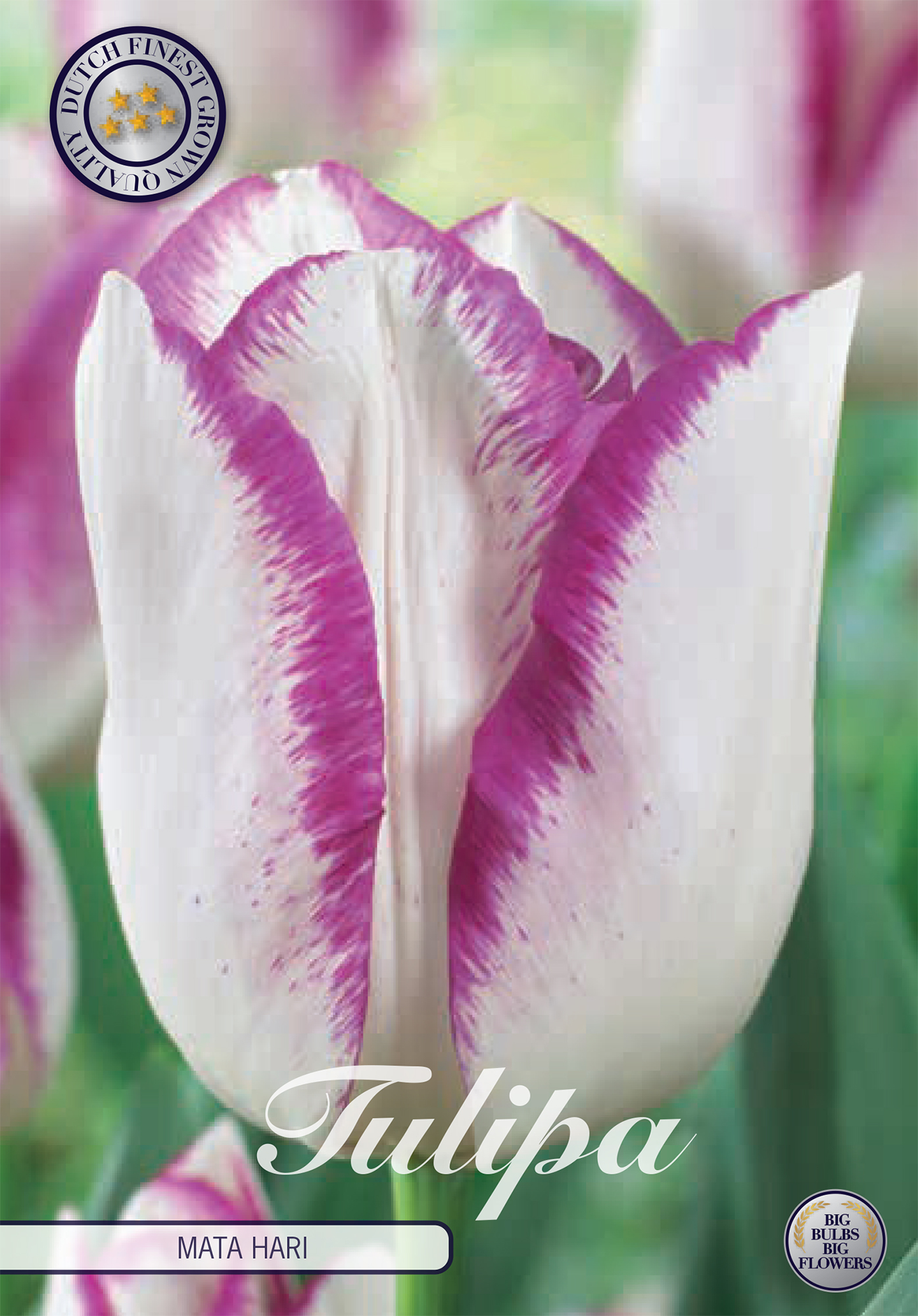 Tulpe Mata Hari (7 Stück) | Tulpenzwiebeln von Sam van Schooten 80200-bl