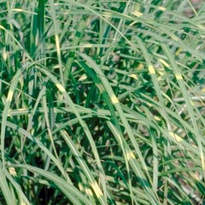GRDplanten 6 x Miscanthus sin. 'Pünktchen' - Chinaschilf - Topf 9 x 9 cm