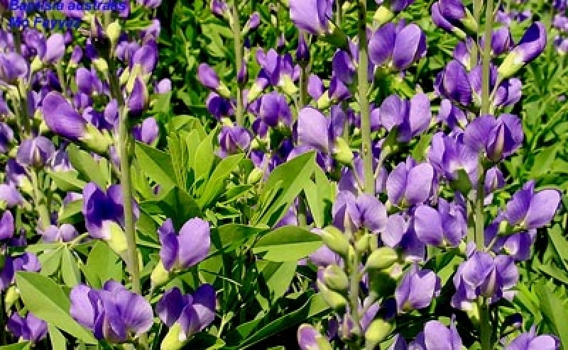 Fechner Pflanzen 3 x Färberhülse, Indigolupine, Bienenweide, Tb 9