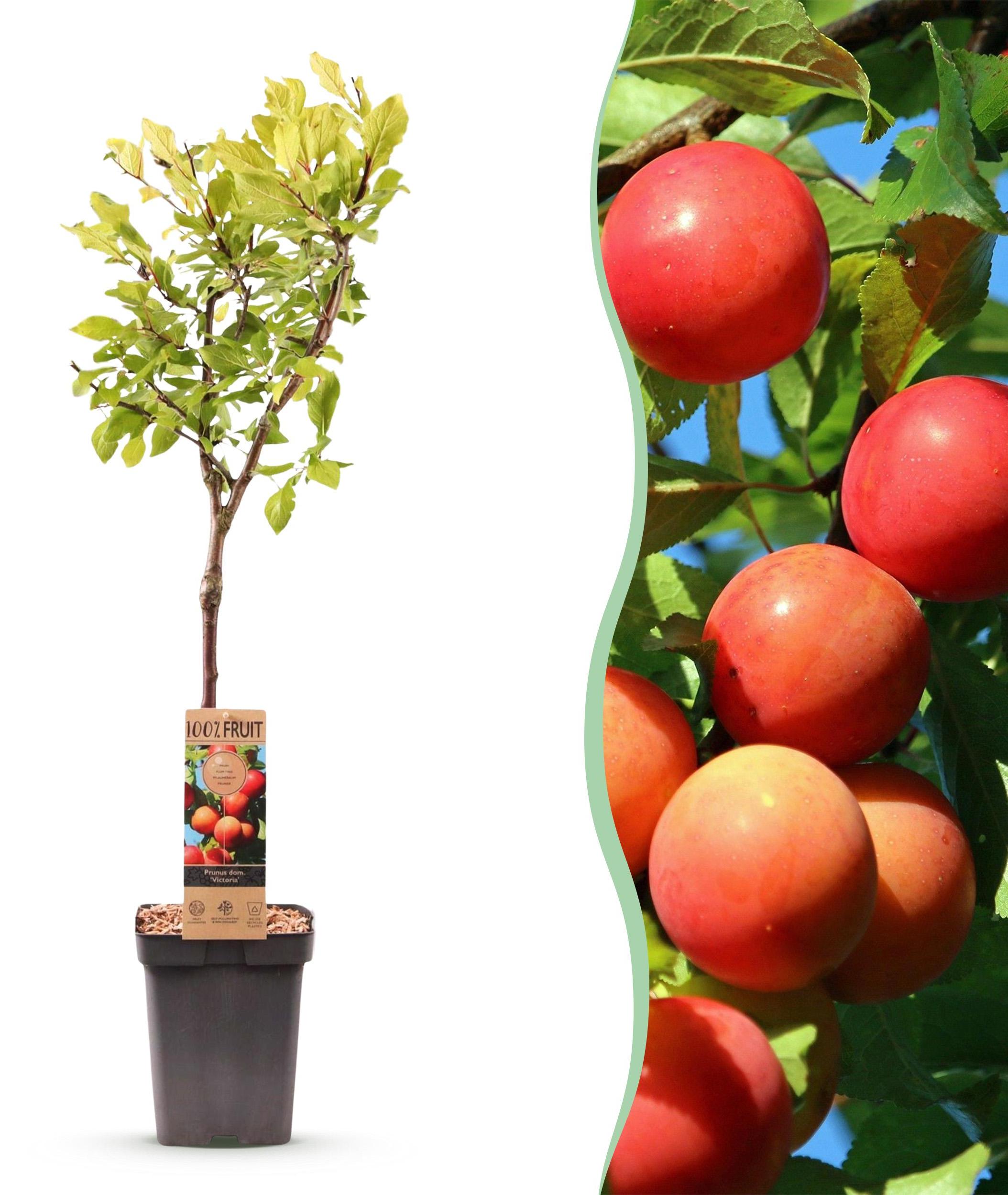 Pflanzenboutique Obstpflanze - Pflaumenbaum - Prunus domestica Victoria - Rote Pflaume - Topf 21cm Höhe 90cm - 80-90cm - Ø21cm - Gartenpflanze