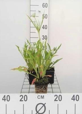 GRDplanten 6 x Scabiosa cauc. 'Perfecta' - Skabiose - Topf 9 x 9 cm