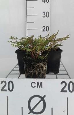 GRDplanten 6 x Astilbe (s) 'Hennie Graafland' - Prachtspiere - Topf 9 x 9 cm