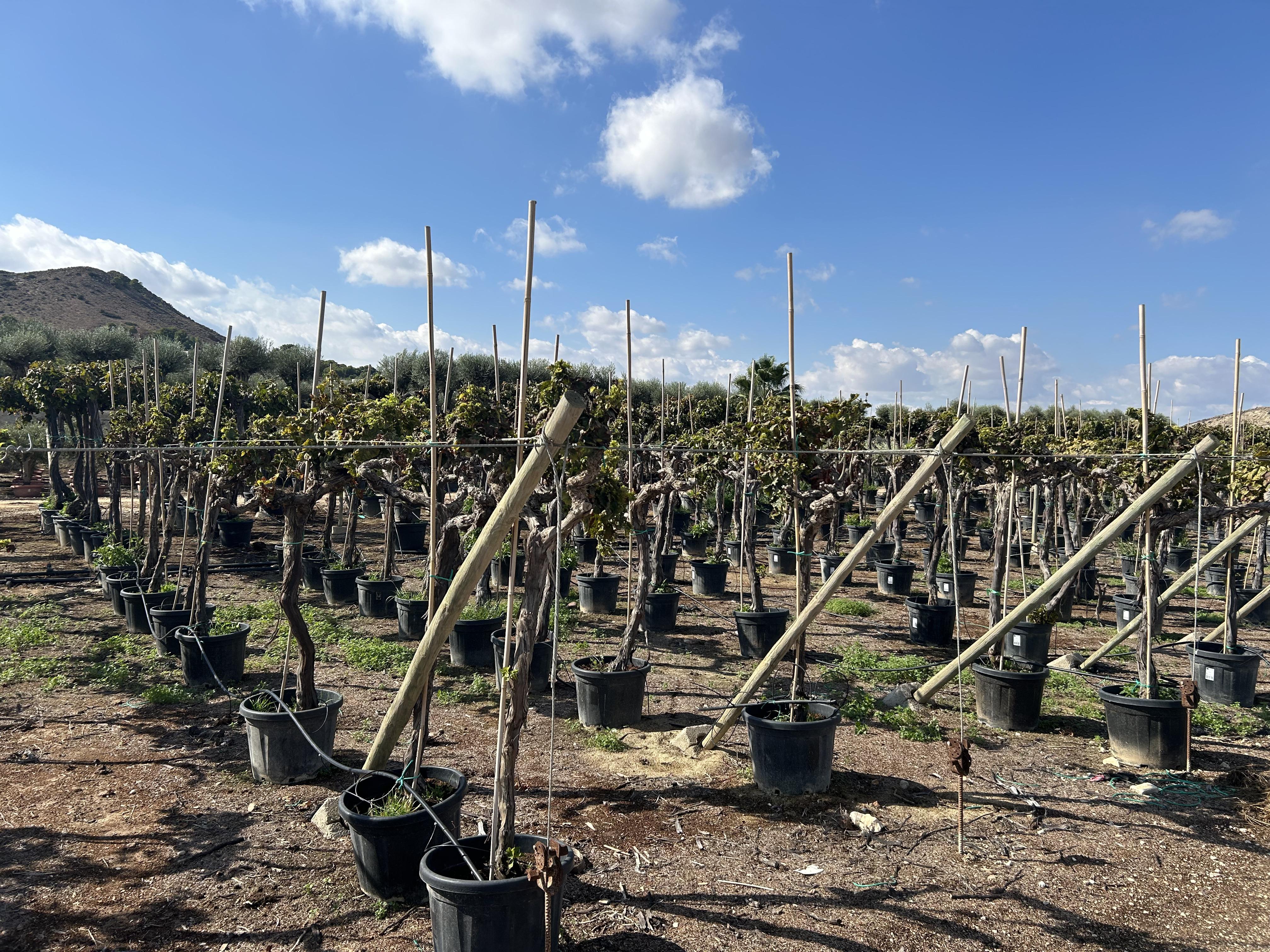 Sunny Tree - Vitis Vinifera 'Media Red Globe' – Weinrebe – 170 cm hoch – 45-Liter-Topf – Winterhart - Sonnig & Winterhart