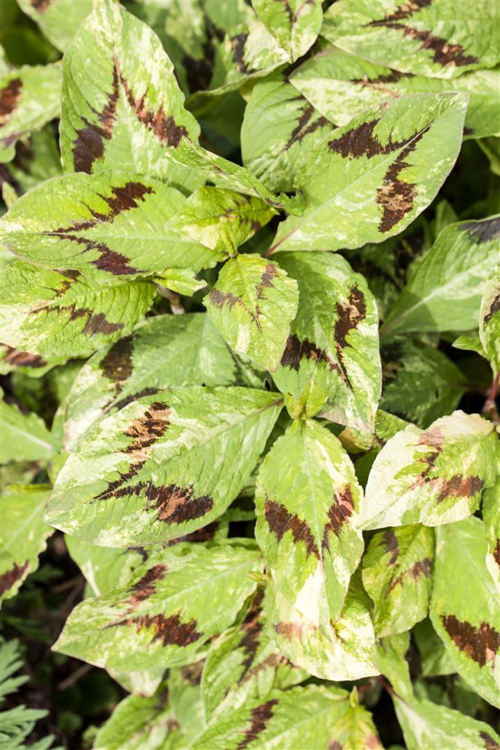 Pflanzen-für-dich.de Persicaria filiformis, ca. 11x11 cm Topf, dekoratives Laub SANA002808