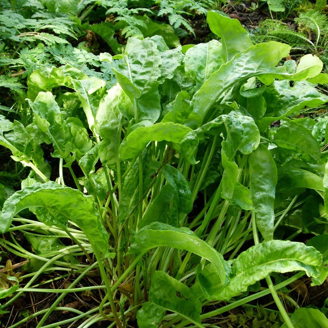 Arborix, grüner und billiger 6 x Großer Sauerampfer - Rumex acetosa | Topf 9cm x 9cm RUACETOS-113