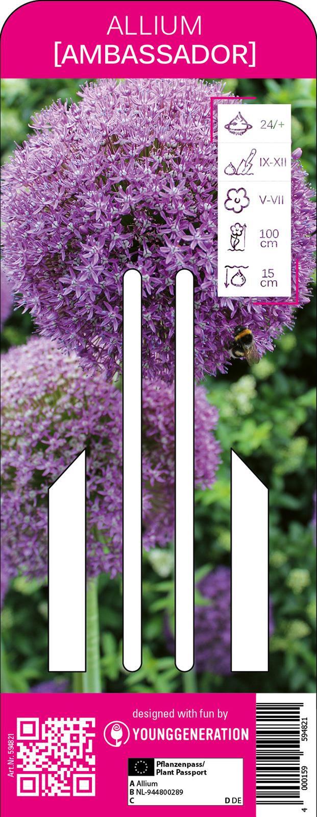 Bruno Nebelung GmbH Young Generation Zierlauch Ambassador, Riesenzierlauch, Nahrungsquelle für Bienen und Nützlinge 594821
