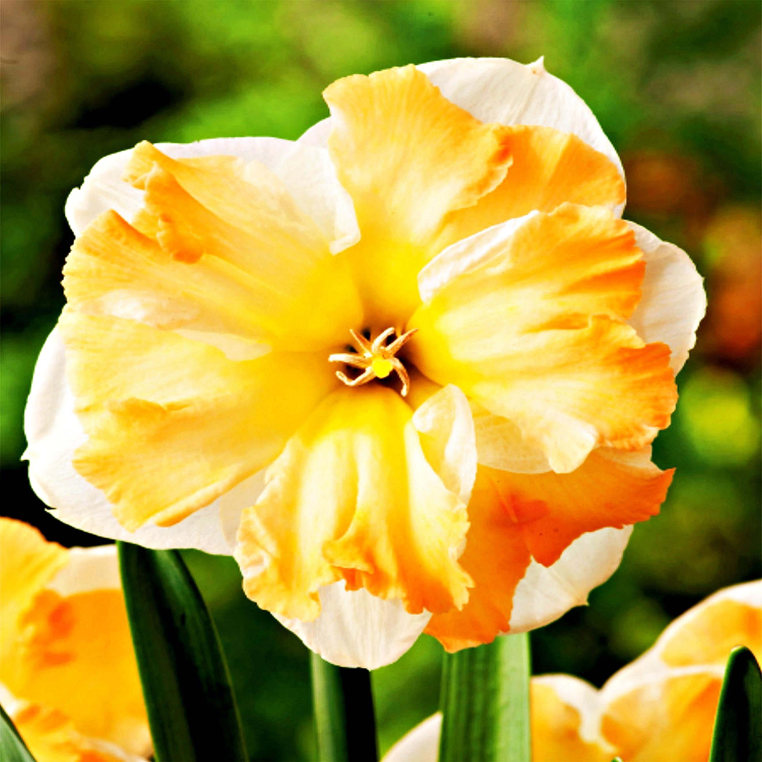 Benex Narzissen Blumenzwiebeln Zwiebeln Blumen Sammler-Narzisse Cum Laude 5 St.