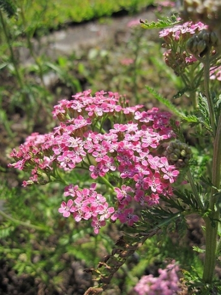Baumschule Garten-Scharfgarbe Lilac Beauty - Achillea millefolium Lilac Beauty