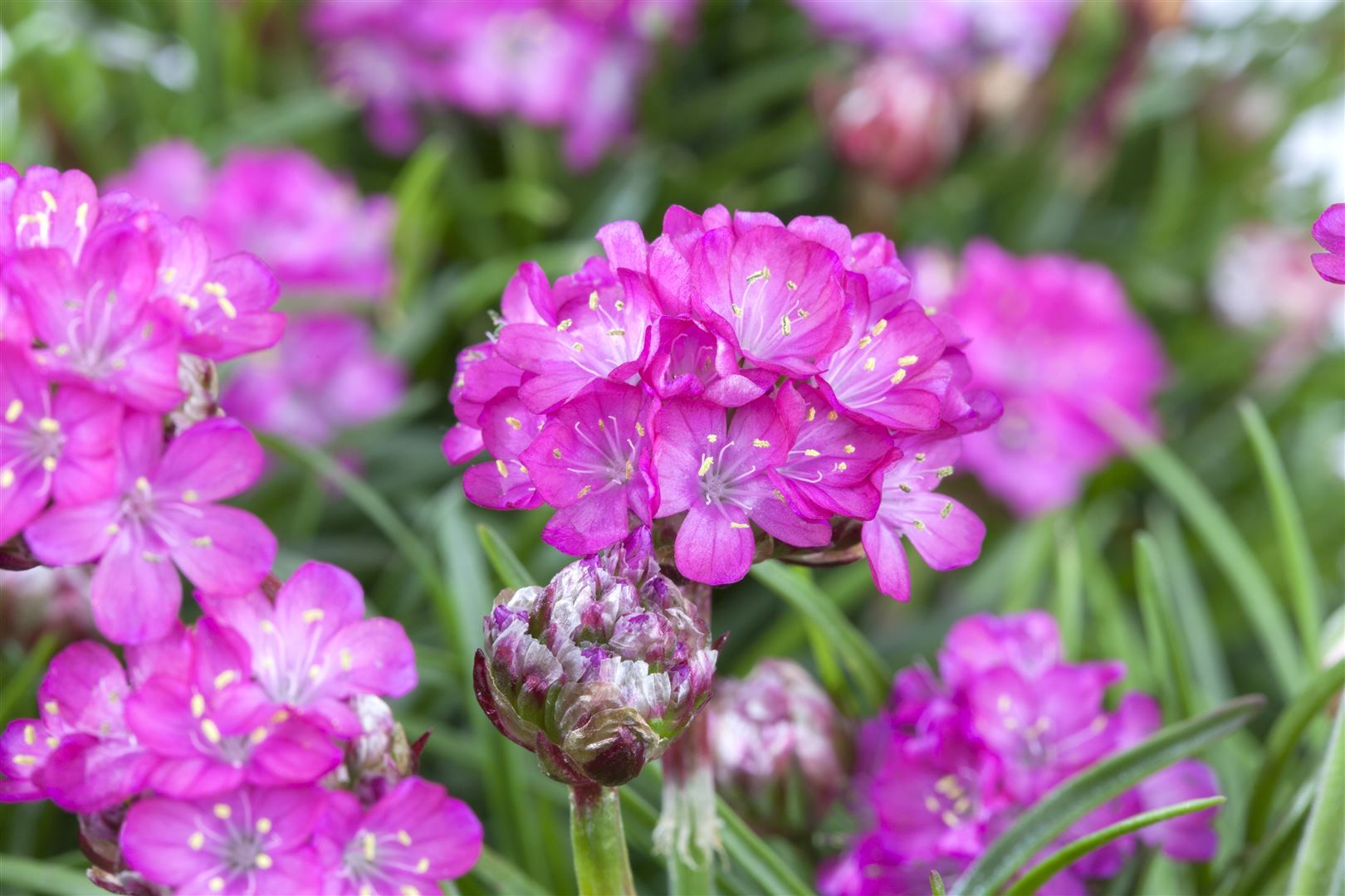 Pflanzen-für-dich.de Armeria maritima 'Splendens', Grasnelke, rosa, ca. 9x9 cm Topf SANA000534