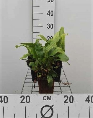 GRDplanten 6 x Asplenium scolopendrium (phyllitis scol.) - Hirschzungenfarn - Topf 9 x 9 cm