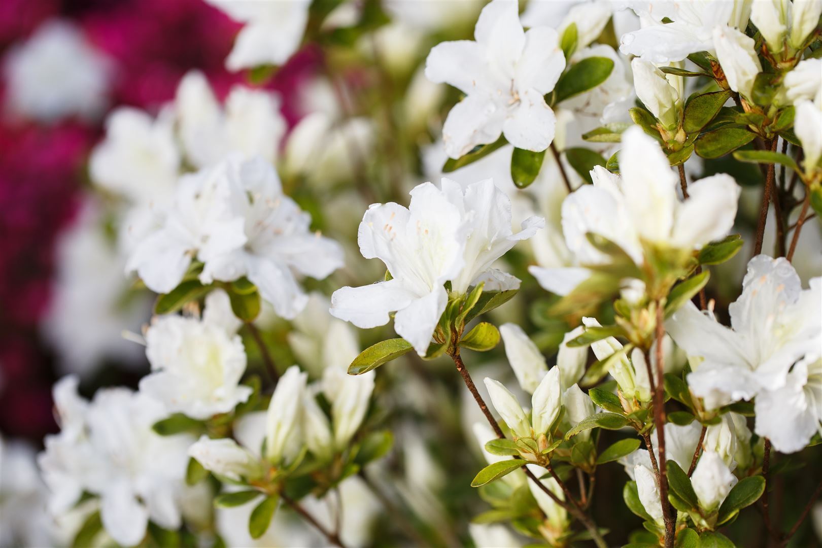 Pflanzen-für-dich.de Rhododendron obtusum 'Feenkissen', rosa Blüten, 20–25 cm