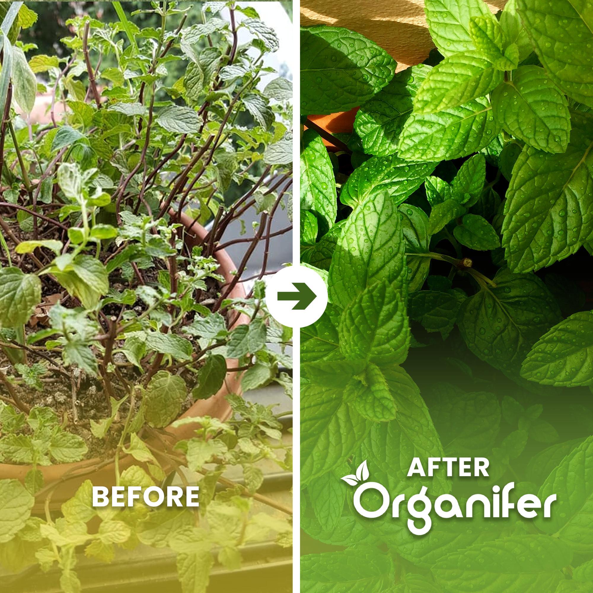 Mint Flüssigdünger 5x1L – 2-1-8 NPK – Flüssig-Pflanzendünger für Minze – Organifer 326100