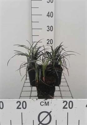 GRDplanten 6 x Ophiopogon plan. 'Niger' - Schlangenbart - Topf 9 x 9 cm