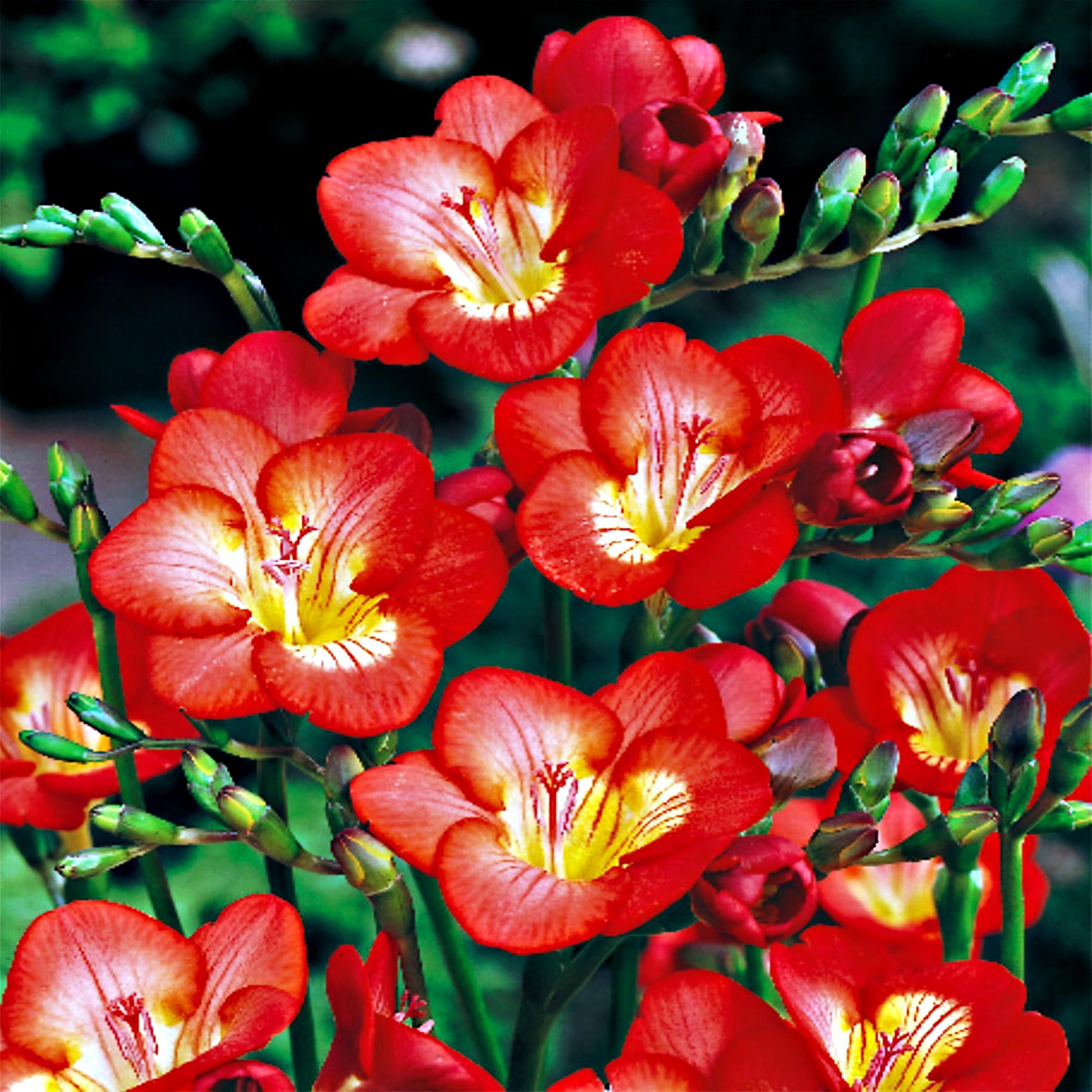 Benex Freesie Zwiebel Blumenzwiebel Kübelpflanze Einzelne Freesie rot 10 St.