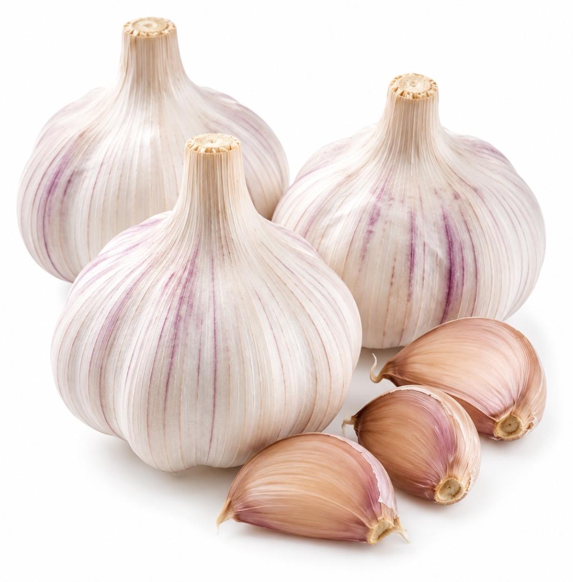 Samenshop24 Knoblauch Thermidrome – 3 Pflanzknollen für eine frühe und ertragreiche Ernte