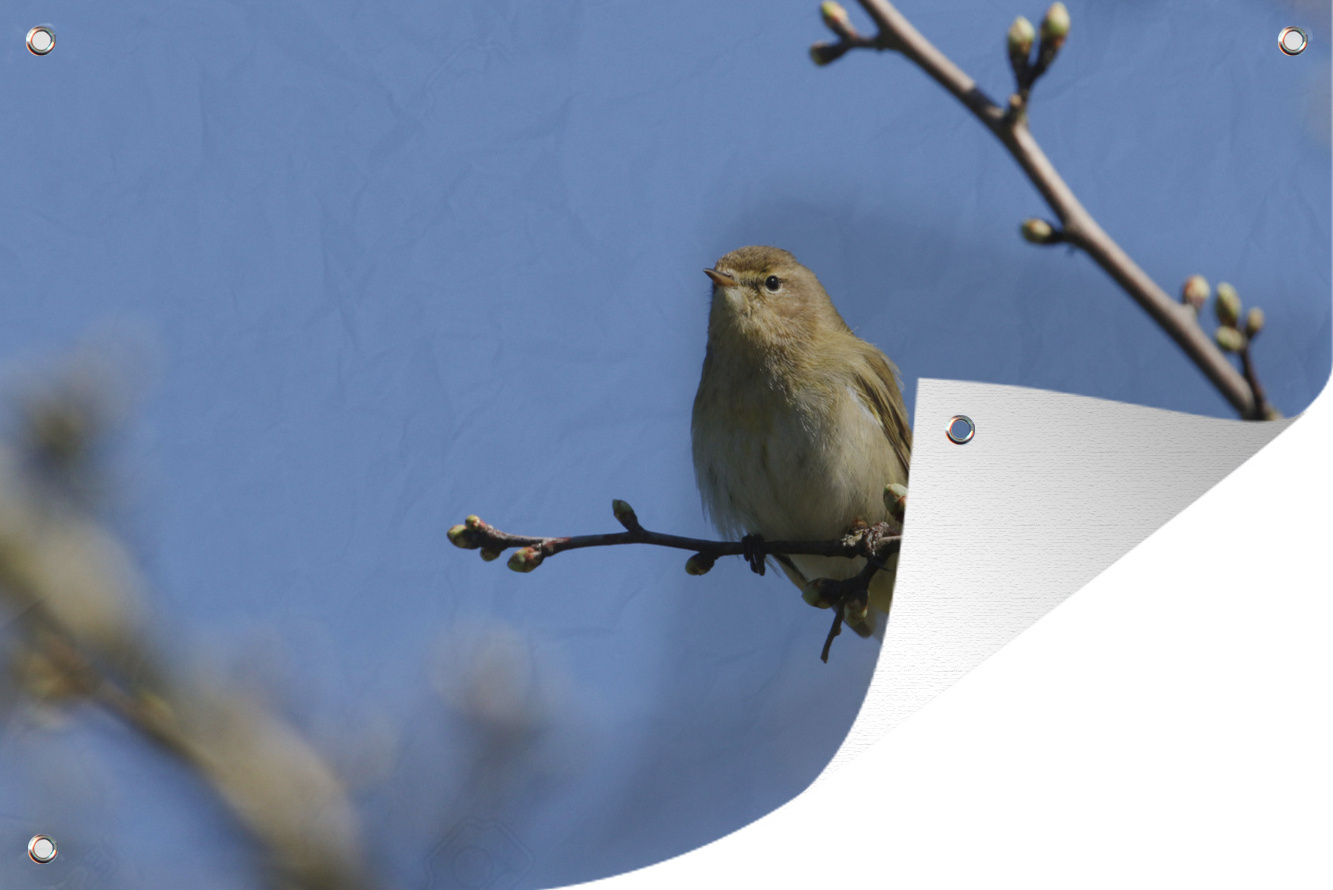 MuchoWow® 90x60 cm Outdoor-Poster Gartendeko Sichtschutz Garten Poster für den Garten Ein Zilpzalp sitzt auf einem Ast 133|3724937