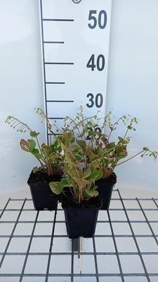 GRDplanten 6 x Montia sibirica ( claytonia sibirica) - Montia - Topf 9 x 9 cm
