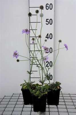 GRDplanten 6 x Scabiosa col. 'Butterfly Blue' - Skabiose - Topf 9 x 9 cm