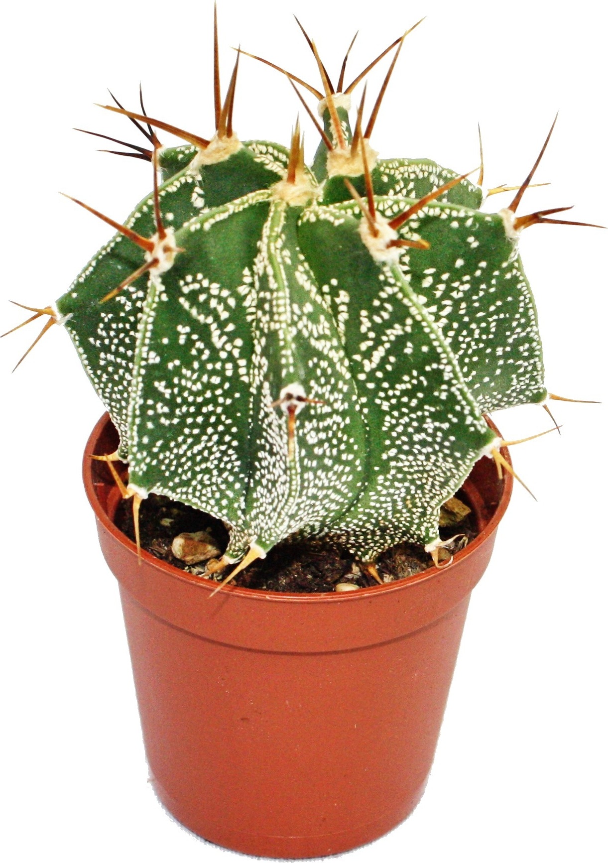 Exotenherz Astrophytum ornatum - Bischofsmütze - im 5,5cm Topf 1712201239