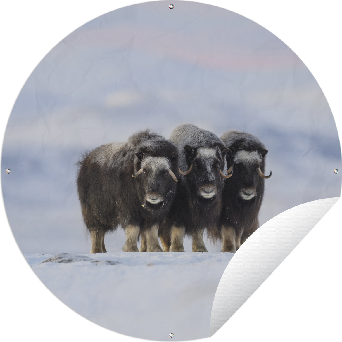 MuchoWow® Gartenposter Outdoor-Poster Rund Moschusochse - Schnee - Freunde Ø 90 cm Gartendeko Rundes Poster draußen 144|341445837