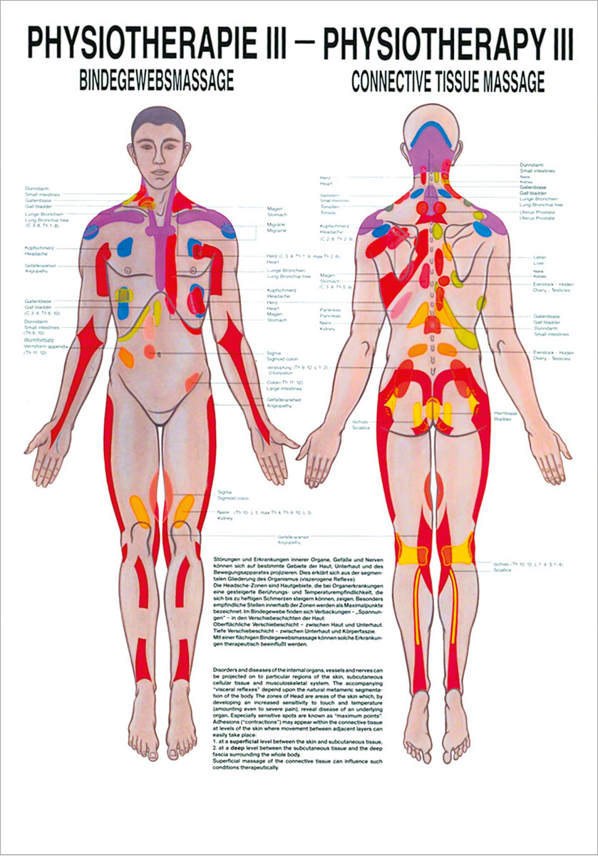 Sport-Tec Bindegewebsmassage Mini-Poster Anatomie 34x24 cm medizinische Lehrmittel 25159