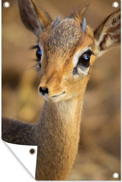 MuchoWow® 40x60 cm Outdoor-Poster Gartendeko Sichtschutz Garten Poster für den Garten Nahaufnahme eines Dikdiks 133|38205303