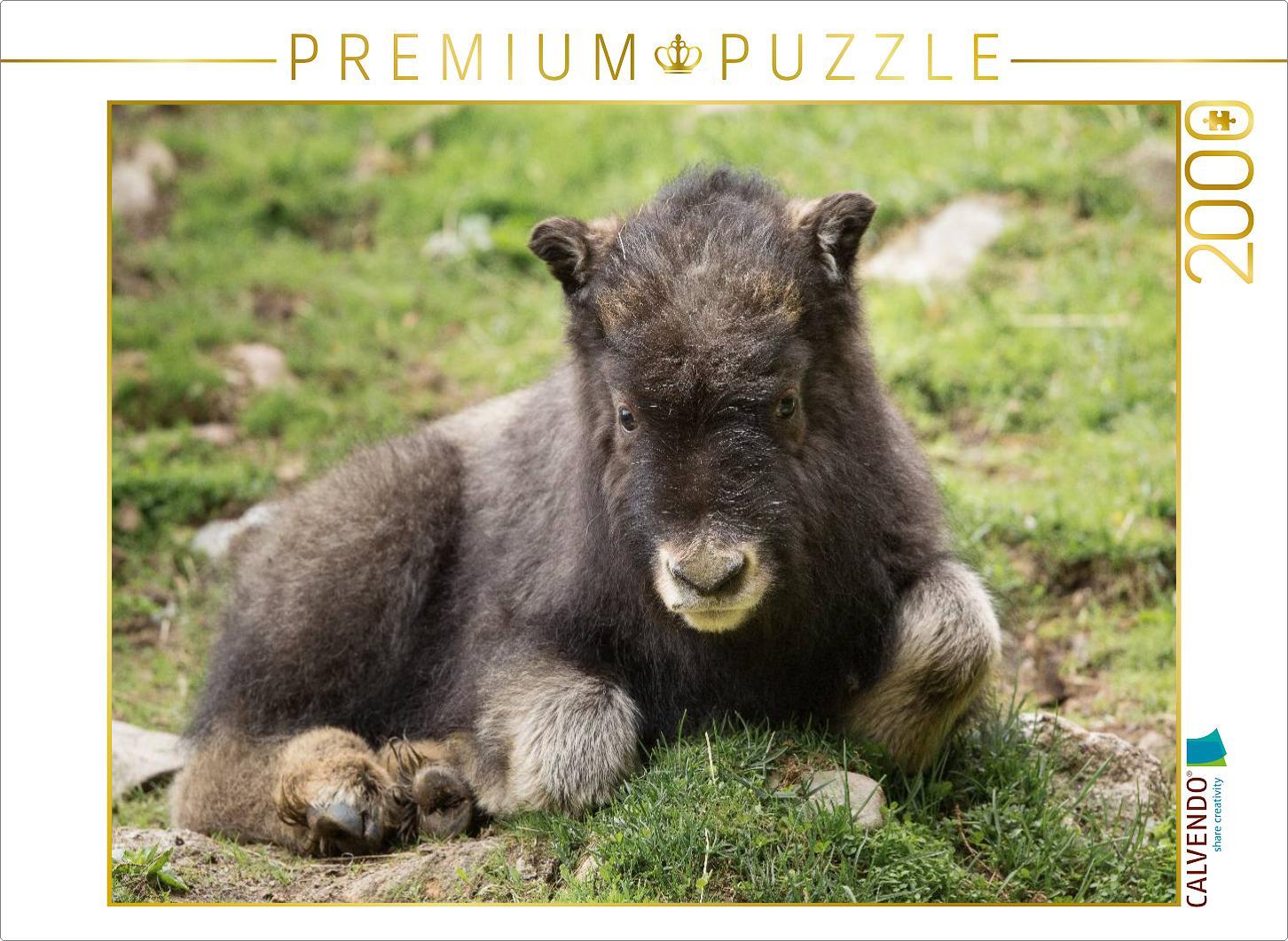 CALVENDO Puzzle Moschusochse 2000 Teile Puzzle quer | 2000 Teile Lege-Größe 90x67cm Foto-Puzzle für glückliche Stunden