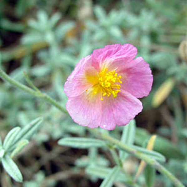 Arborix, grüner und billiger 6 x Sonnenröschen 'Rhodante Carneum' - Helianthemum 'Rhodante Carneum' | Topf 9cm x 9cm HERCARNE-113